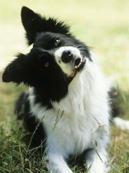 Dermatologic Conditions in collies